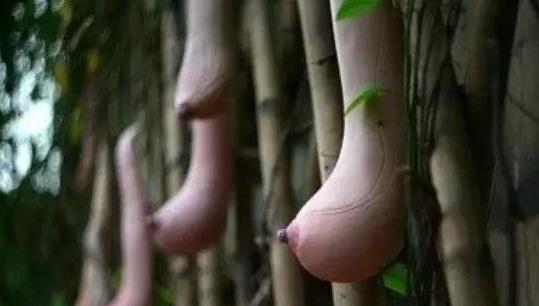 世界上十大最奇葩的植物排行榜，越南乳瓜外形超像女人的乳房