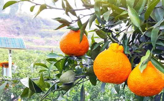 粑粑柑是橙子还是橘子 粑粑柑吃了会胖吗