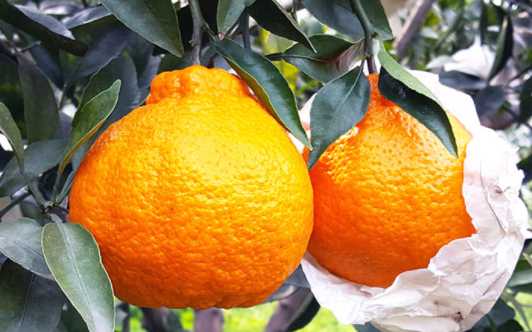 粑粑柑是橙子还是橘子 粑粑柑吃了会胖吗