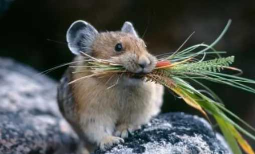 老鼠臭味对人有害吗 用什么方法可以让老鼠从此不来