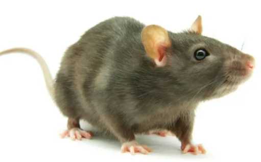 老鼠臭味对人有害吗 用什么方法可以让老鼠从此不来
